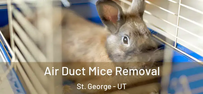  Air Duct Mice Removal St. George - UT